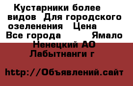 Кустарники более 100 видов. Для городского озеленения › Цена ­ 70 - Все города  »    . Ямало-Ненецкий АО,Лабытнанги г.